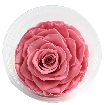 China Hold up to 3 years 9-10 cm real roses flower head natural preserved everlasting stabilized short stem wholesale with giftbox for birthday gift for sale