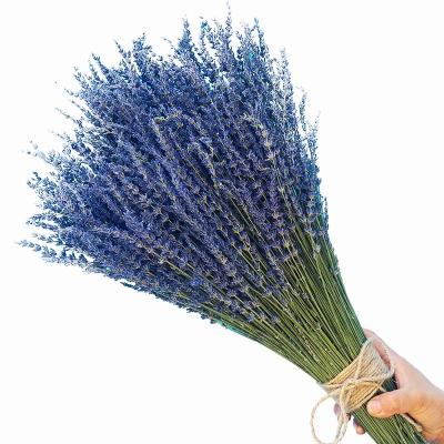 China AX52 2021 new arrivals natural dry flower flowers lavender decorative flower wedding supplies decoration for sale