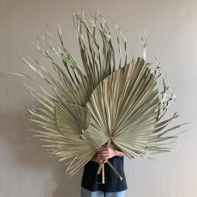 China Green near nature AX42 2021 new arrivals cheap dry candles flower natural dry decorative flowers dried palm leaves wedding decorations for sale