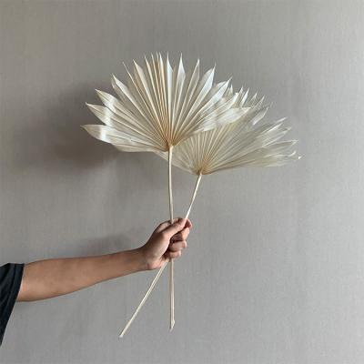 China Green near nature AX20 Amazon Amazon 2021 natural decorative flowers dried flower wedding supplies palm leaves wedding decoration for sale