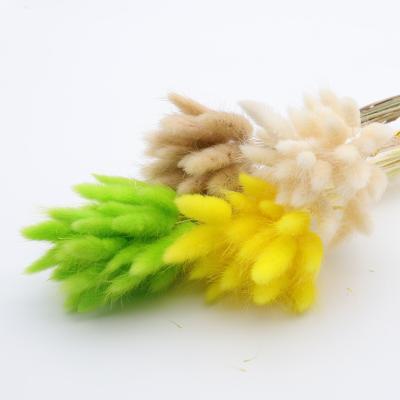 China GH-7 Party Bunny's Tail Grass Flowers Bunny's Tail Grass Decorative Dried Lagurus Ovatus As Home Decor for sale