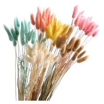 China Contact C2 Amazon Contact C2 Hot Wholesale Natural Dried Natural Bunny Tail Dried Flower Decor For Home Cozy Decoration for sale