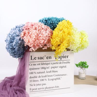 China GH-012 Natural Contact Wholesalers Wedding Decoration Decorative Flowers Dried Dried Flowers Preserved Real Hydrangea Flower Bouquet for sale