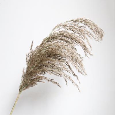 China P-4 Natural Touch Dried Decor Large Natural Large Pampas Grass Dried Small Pampas Grass Wedding Decorations for sale