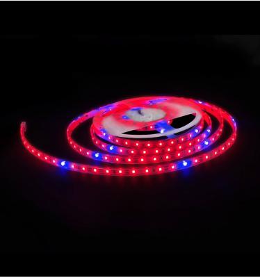 China Seed Starting RGB Red Blue Full Spectrum DC12V 24V 5050 Led Strip For Greenhouse Hydroponic Plant Grow Light for sale