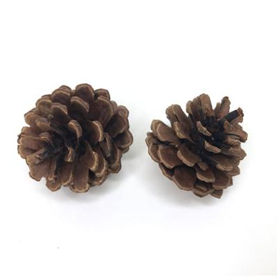 China No Pollen High Quality Christmas Tree Decoration Supplies Natural Pine Cones for sale