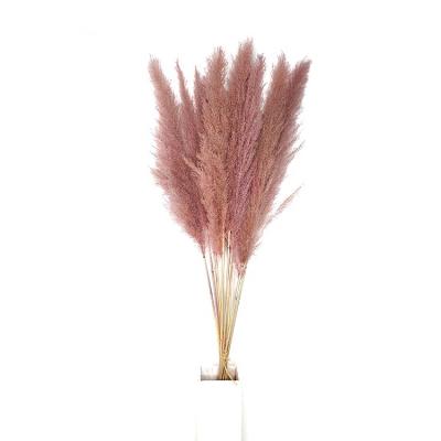 China No Pollen Dried Pampas Grass Light Purple Wedding Decoration Flower Hot Sale Large Indoor for sale