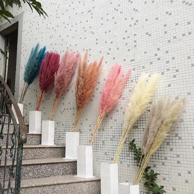 China No Pollen Home Decoration Colorful Natural Tall Pampas Grass Indoor Wedding Real Dry Flowers for sale