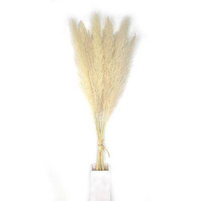 China No Pollen High End Wedding Party Indoor Decoration Cream Flowers White Dried Natural Large Pampas Grass for sale