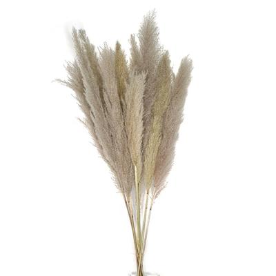 China No Pollen Success Wedding Decoration Flowers Large Natural Dry Pampas Grass High Quality for sale