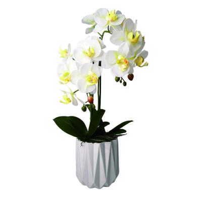 China Indoor Artificial Potted Real Plant Touch Decoration White Orchid Flowers Eco - Friendly for sale