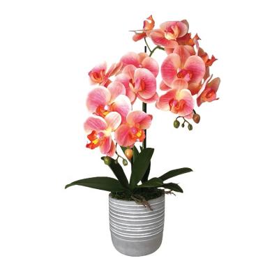 China Party Decoration Party Decoration Red Orchids Indoor Eco - Friendly Plants Real Touch Eco - Friendly High Quality for sale