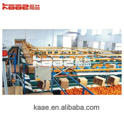 China 2.2Kw Automatic Fruit Sorting Machine Vegetable Grading Equipment for sale