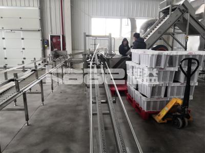 Cina Asciugatrice a nastro trasportatore industriale asciugatrice a microonde continua di gamberi in vendita