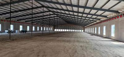 China Construcción prefabricada de acero Casita de aves de corral Q235B Q355B Casita de pollo con marco de acero en venta