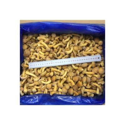 China Nameko Fresh IQF Frozen Premium Oyster Mushroom for sale