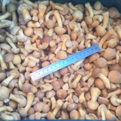 China China supplier FROZEN hot sale IQF nameko frozen mushroom for sale