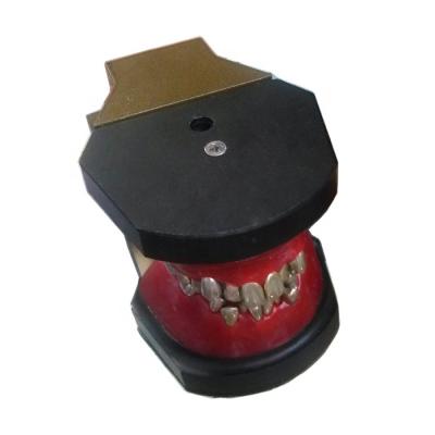 China School.hosptical Medical Dental Teeth Training Typodont Orthodontic Model for sale