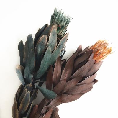 China Home Decoration Instagram the most popular natural flower classic dry flower princess protea flower for home for sale