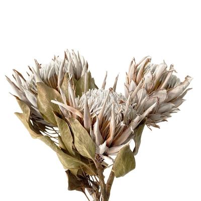 China Wholesale dry protea cynaroid king designs Yunnan natural flower bouquet preserved dry protea cynaroids decoration for sale