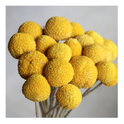 China Designs Christmas Decoration Bouquet DIY Decorative Ball Flowers Dried Craspedia Preserved Billy Balls Dry Flowers Yunnan Wholesale for sale