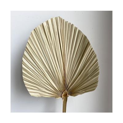 China Designs Yunnan 2021 dry flower than wholesale preserved real natural decorative palm leaf dry palm leaves for home decoration for sale