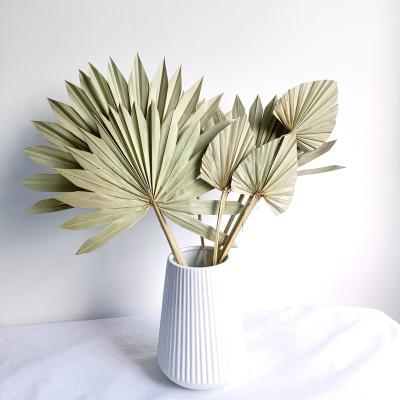 China Yunnan factory wholesale designs most popular natural dry palm leaves for wall home and wedding decoration for sale