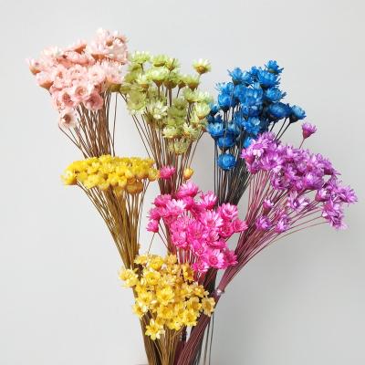 China Amazon decoration the most popular decorative flower brazilian star flower for home decoration for sale