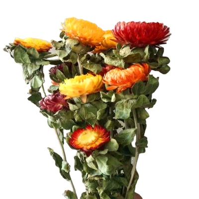 China 2021 Natural Touch Yunnan Hot Selling Preserved Safflower For Wedding Decoration for sale