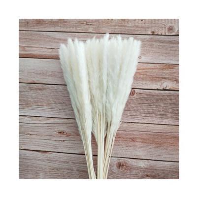 China Natural Contact INS Sell The Most Popular Dry Wholesale Small Pampas Grass For Home for sale