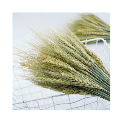 China Home decoration 2020 the most popular dry flower colorful wheat for home decoration for sale