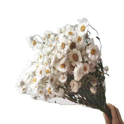 China 2021 Natural Contact INS Hot Sale Preserved Small Helichrysum Wedding Decoration for sale