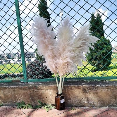 China 2020 Hot Selling Yunnan Natural Touch Dry Pampas Grass For Wedding Decoration for sale