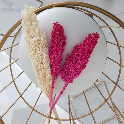 China Natural Touch Ins The Most Popular Dried Flower Bouquet Dried Colorful Sorghum For Home Or Wedding Decoration for sale