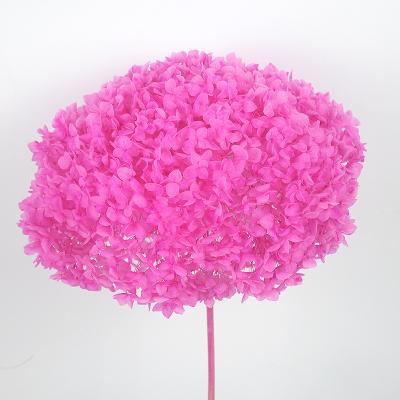 China Touch Yunnan Natural Most Popular Preserved Hydrangea For Home Wedding Decoration for sale