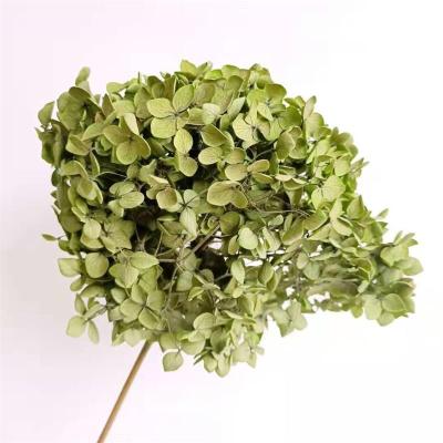 China Natural Touch Hot Selling Amazon Cheap High Quality Preserved Flower Preserved Anna Hydrangea For Decoration for sale