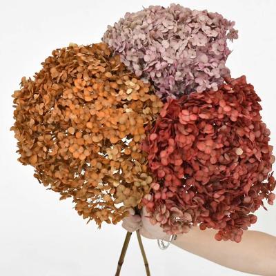 China Preserved Flowers Wholesale Preserved Flower Preserved Hydrangea for Home and Wedding Decoration for sale