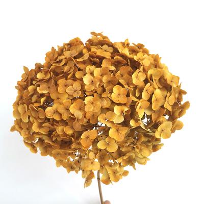 China Contact 2022 Most Popular Natural Preserved Ins Hydrangea For Decoration Wedding Home for sale