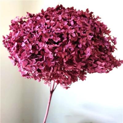 China Contact 2022 Most Popular Natural Preserved Ins Hydrangea For Decoration Wedding Home for sale