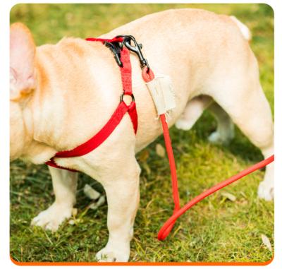 China Viable Pet Harness Collar Leash Kit for sale