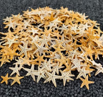 China Newest Nail Art DIY Nail Art 3D Professional Decoration 0.5cm Natural Starfish | 2mm nautical flat ornaments crafts for sale