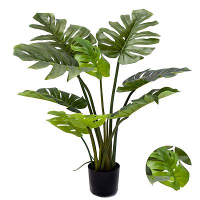 China Garden Factory Direct Sale Varied Monstera Plant Decorative Live Plant Monstera Tree for sale