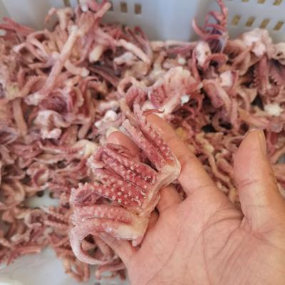 China Chinese squid squid main tentacles delicious nutritious seafood for sale