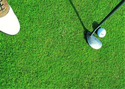 China Gesundes Golf-künstliches Gras, synthetische Golf-Rasen-langes Lebens-Erwartung zu verkaufen