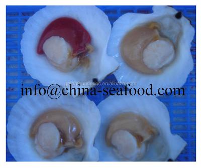 China FROZEN Frozen Scallop Loins Fillet Frozen Seafood--Dalian Factory for sale