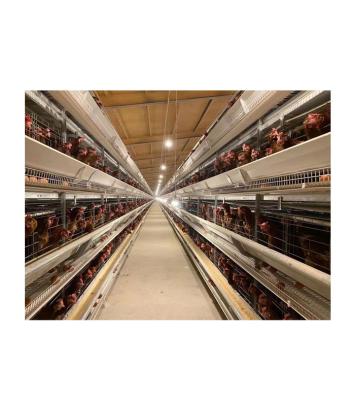 China Farms Customized Equipment Ladder Automatic Breeding Cage for sale