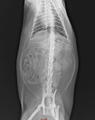 Cina PET la base bianca 25×30 cm di X Ray della rappresentazione del film diagnostico medico della trasparenza in vendita