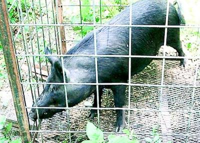 China Los 4 paneles de malla de alambre soldados con autógena indicador del cerdo 16' X 34