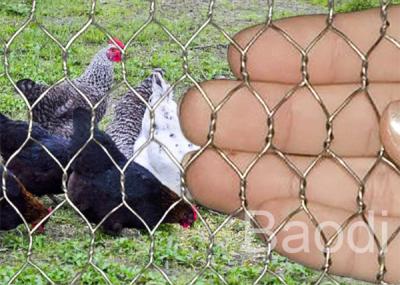 China Tela inoxidable para la protección del conejo, cerca del alambre de pollo de la yarda de pollo del acero con poco carbono en venta