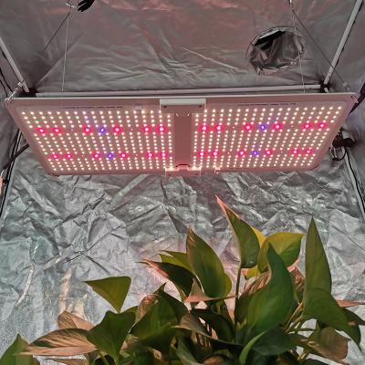 China FLOWER Yastar 2021 240W IR LM301B UV 3030 led grow light and indoor future led grow light for sale